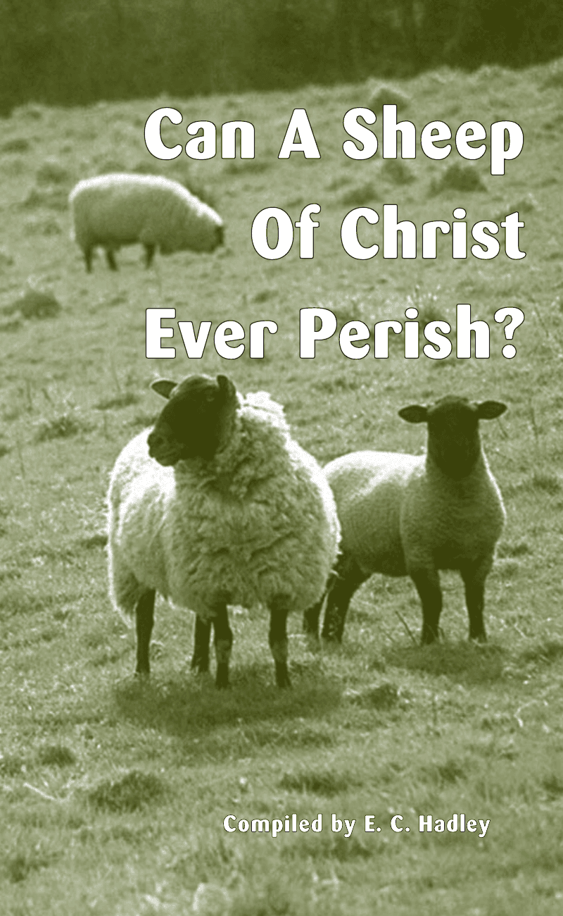 Can A Sheep Of Christ Ever Perish?